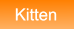 Kitten Kitten